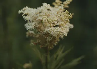 הפרדוקס של ההחלמה